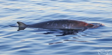 Scientists believe they have discovered a new whale species off Mexico's west coast