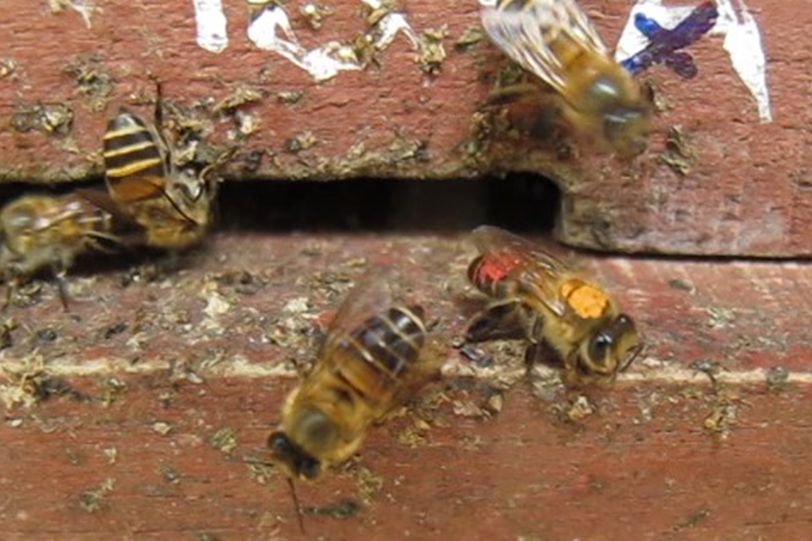 A forager applies a fecal spot to the entrance of its hive in Vietnam.