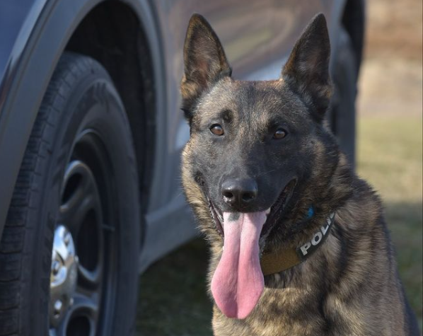 Police service dog Chase located cocaine in the vehicle during a traffic stop.