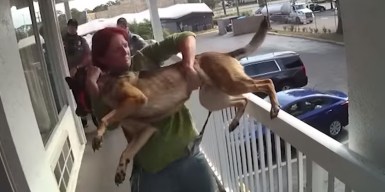 Woman charged with animal cruelty after dog thrown off motel balcony