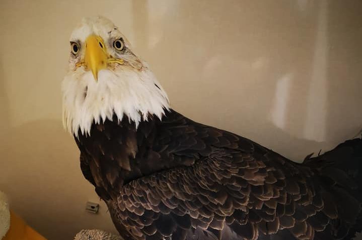 Rehabilitated bald eagle released back into wild in Peterborough area -  Peterborough