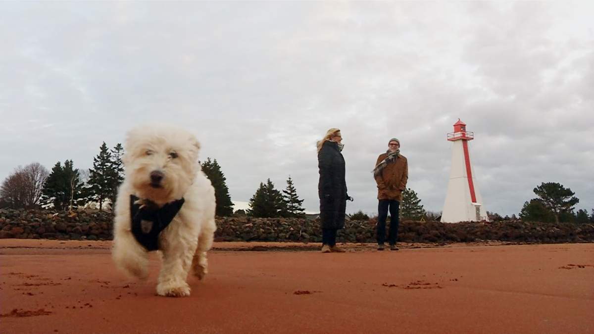 Dr. Michael Gardam takes a walk on the beach in Prince Edward Island with his dog Igloo.