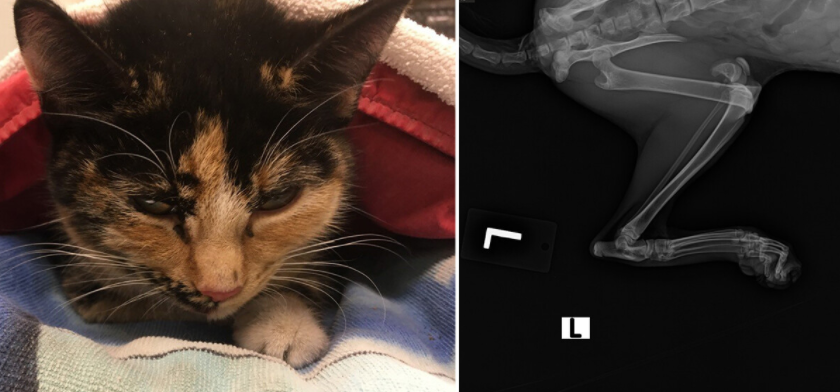 The BC SPCA says this cat, dubbed the “Ice Road Kitten,” is recovering after being frozen to and run over on a northern B.C. road.