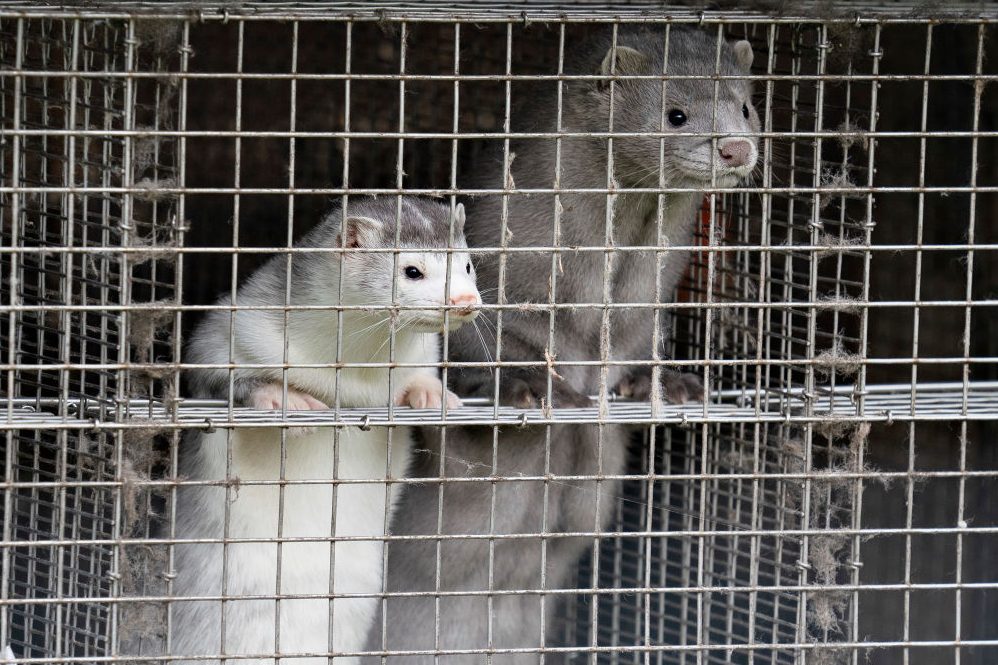In this file photo, minks are seen at a farm in Gjol, northern Denmark on October 9, 2020. 