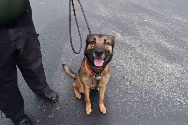 A German Shepherd is shown after it was recovered from a suspect in Daytona Beach, Fla., on Dec. 14, 2020.