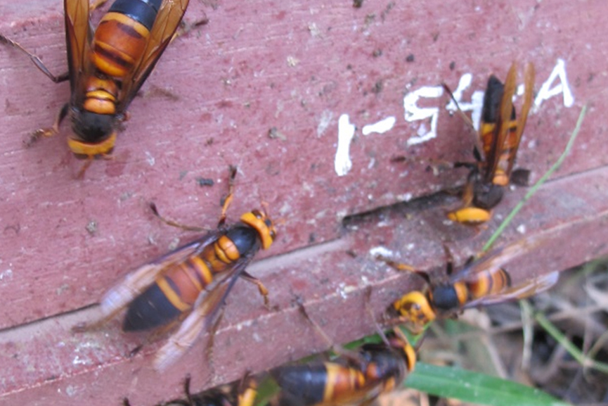 Six Vespa soror giant hornets attack the entrance of a bee colony.