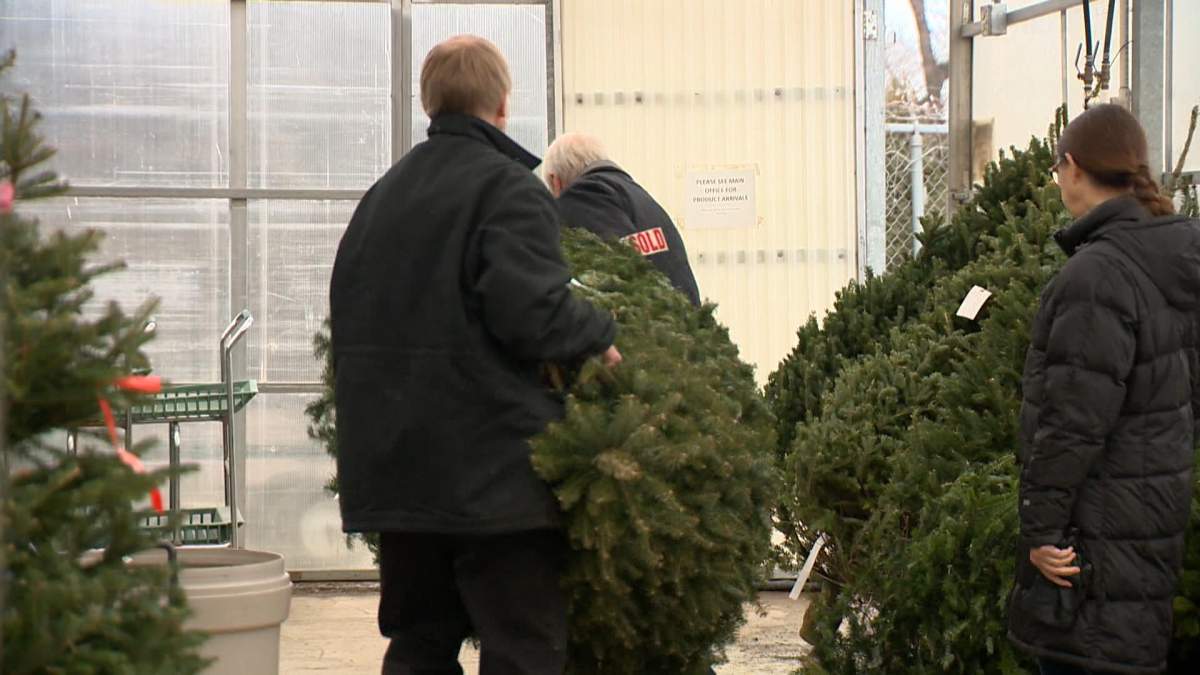 People may have a hard time finding a Christmas tree for sale this season in Saskatoon.