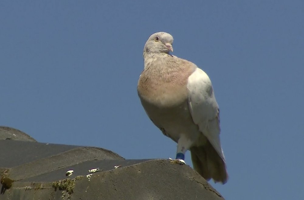 In this image made from video, a racing pigeon sits on a rooftop Wednesday, Jan. 13, 2021, in Melbourne, Australia,.