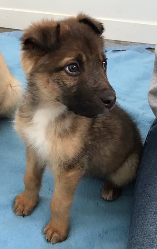 Hank, one of the puppies abandoned on an Alberta highway this month, is pictured at the shelter.