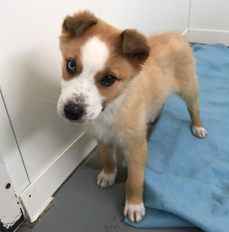 Lucy, one of the puppies abandoned on an Alberta highway this month, is pictured at the shelter.