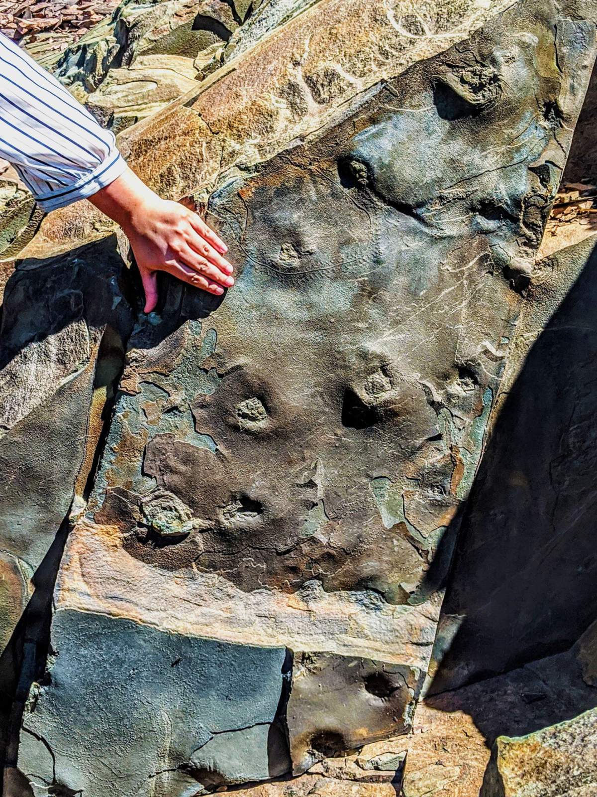 Fossil trackway of a horseshoe crab found along the Parrsboro Shore.