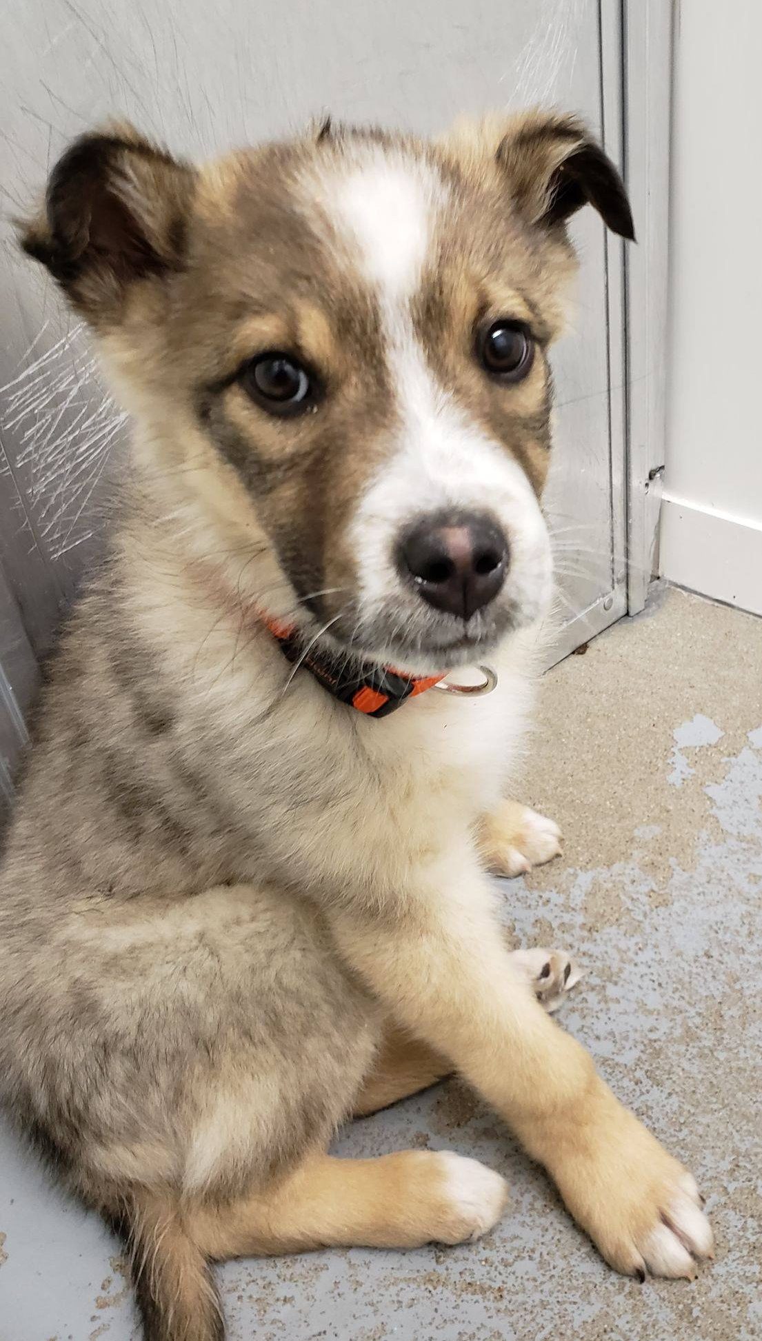 Max, one of the puppies abandoned on an Alberta highway this month, is pictured at the shelter.