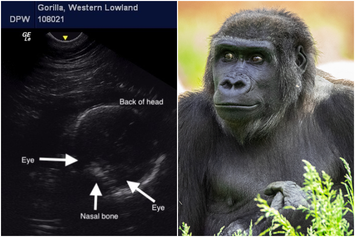 The Calgary Zoo announced on Jan. 11, 2021, that 12-year-old western lowland gorilla Yewande, was expecting her first baby.