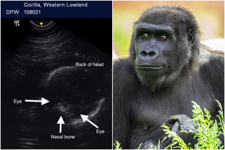 The Calgary Zoo announced on Jan. 11, 2021 that 12-year-old western lowland gorilla Yewande, was expecting her first baby.