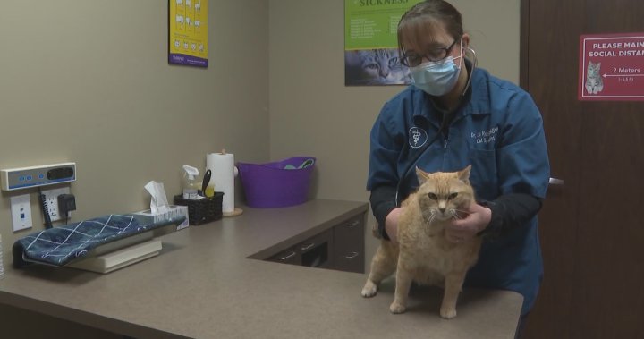 ‘Exhausted, overburdened and overwhelmed’: pandemic pet growth leaving veterinarians in brief provide