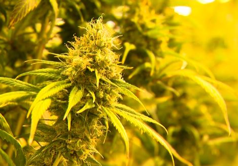 CIty of Kawartha Lakes OPP seized 2,274 cannabis plants from a property on Aug. 8.