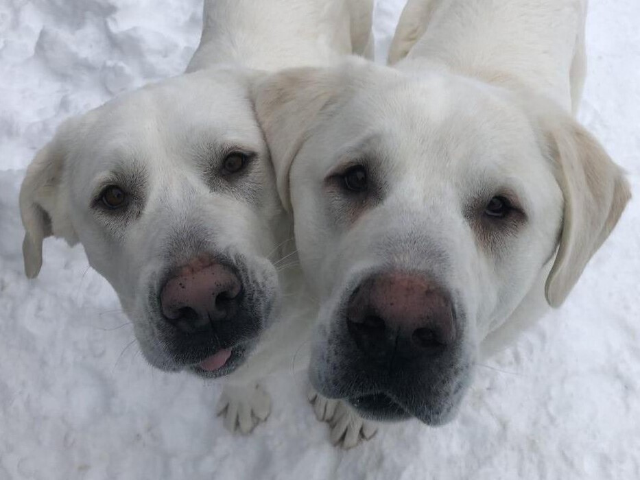 Captain and Maria were dropped off at the B.C. SPCA’s Shuswap branch. Their medical costs were pegged at $3,000, but fundraising efforts totaled just over $30,000. The extra money will go towards other animals needing medical assistance.