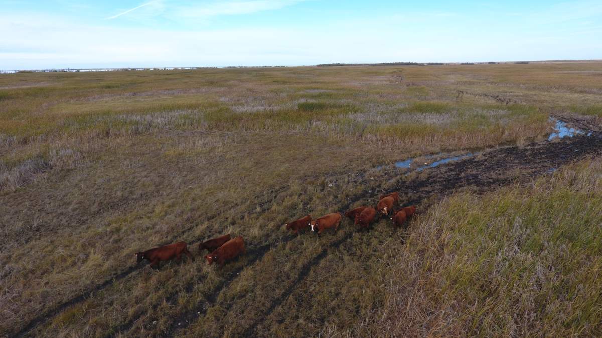 Cattle farmers sometimes use drones to check their herds due to the rough, inaccessible terrain that lies in between Lake Winnipegosis on the west, and Lake Manitoba on the east.