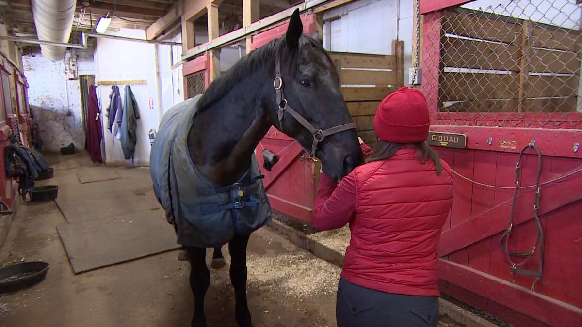 Dr. Strang, the horse. 