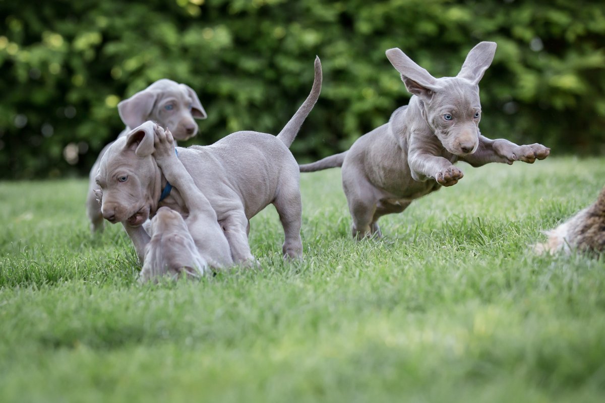 FILE PHOTO - Weimaraner puppies playing in a field. 