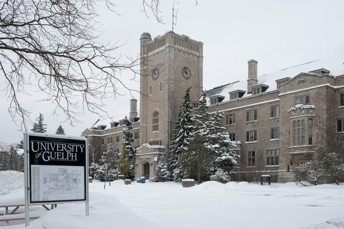 Heavy snow covered  Johnston Hall Clock Tower, the iconic building at the main campus of University of Guelph.