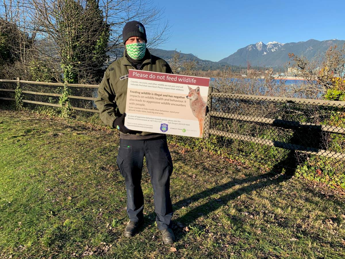 Another coyote attack in Stanley Park leaves jogger injured - image