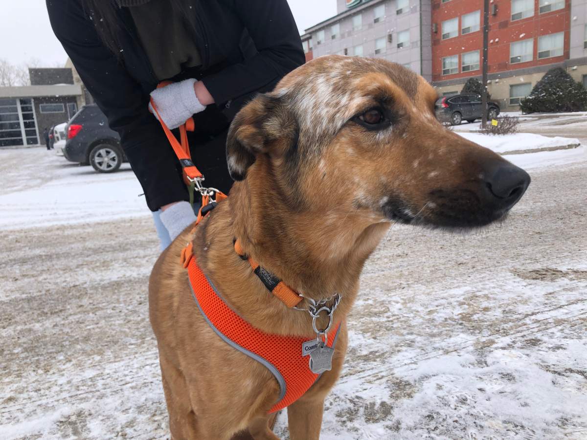 Rocco, a 4-year-old shepherd cross, might be headed to the classroom soon. His owner Kayla Kurcin is planning to have him formally trained for search and rescue.