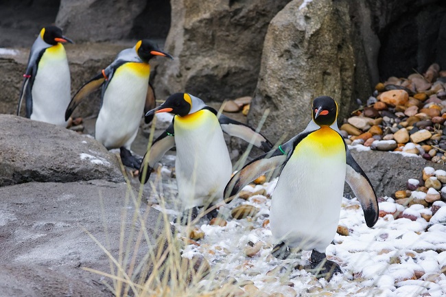 Calgary Zoo – King Penguin Walk - image