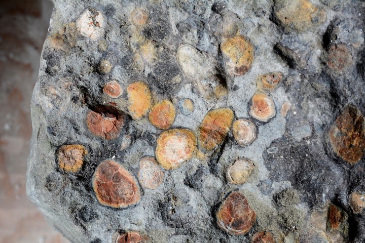 An image of the fossilized stomach.