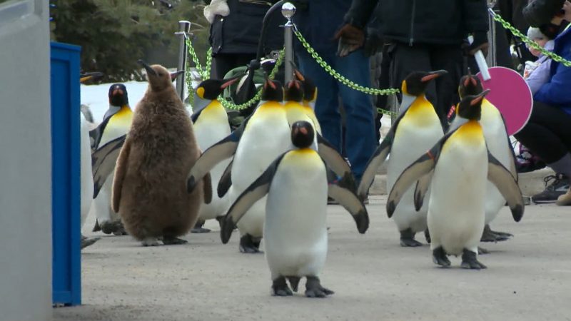 Penguin walk returns to Calgary Zoo with COVID-19 precautions - Calgary