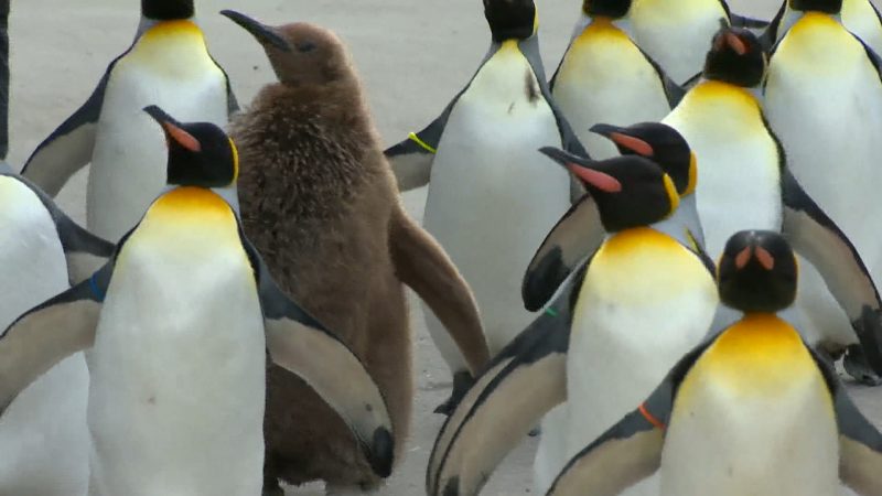 King penguins at the Calgary Zoo participate in a penguin walk on Tuesday, Jan. 19, 2021.