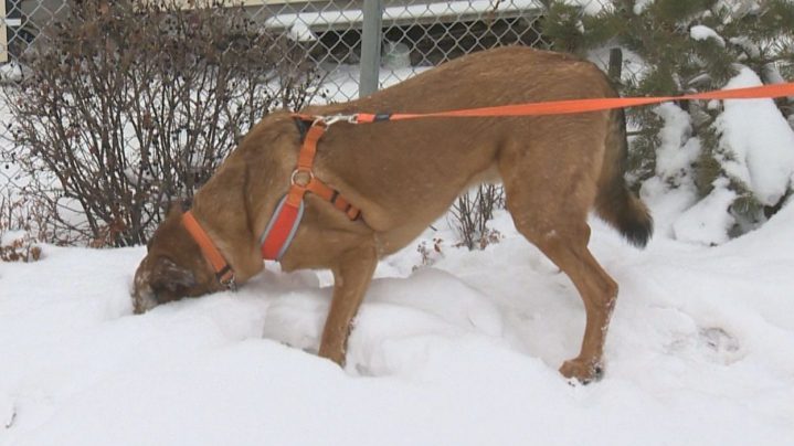 Rescue dog Rocco follows a scent into the snowbank where his canine brethren Clyde was rescued a day earlier.