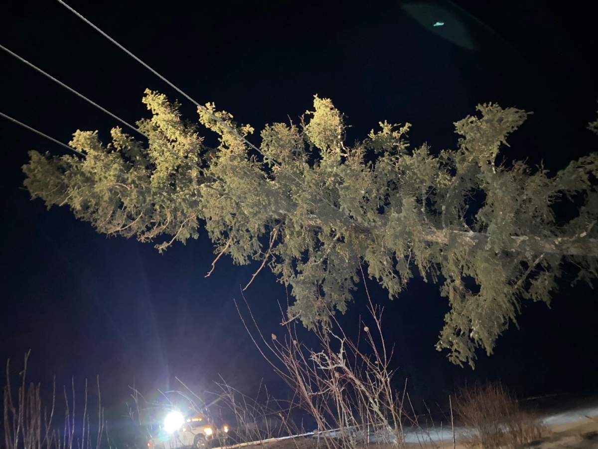 A tree on a powerline in Saskatchewan after a blizzard knocked out power in parts of the province on Jan. 13-14, 2021.