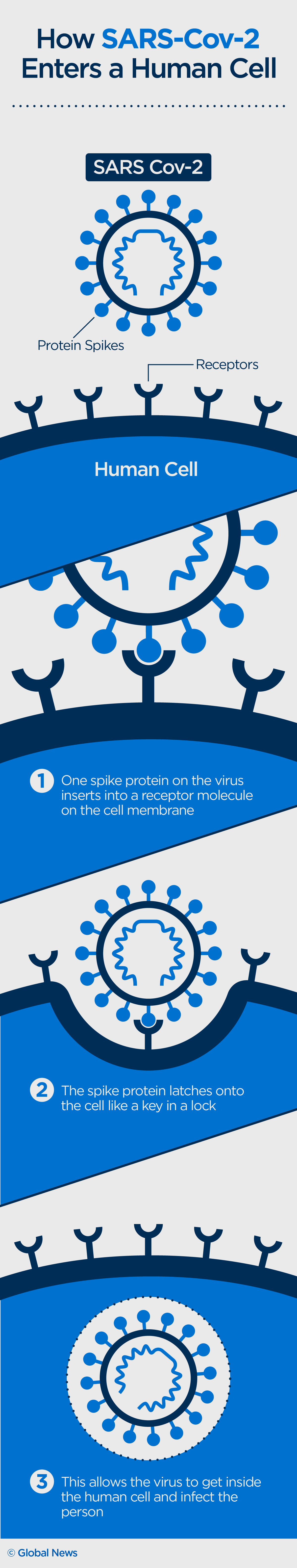 Infographic: How coronavirus enter a human cell