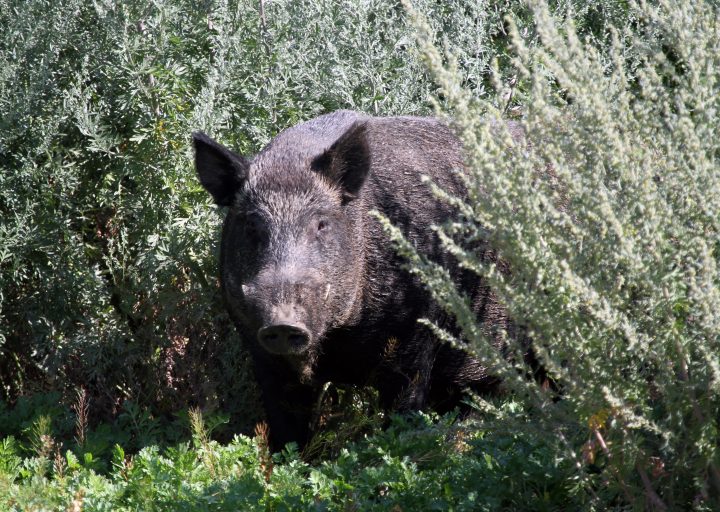 A wild boar trudges through a slough in Saskatchewan. The Saskatchewan government said it will proactively enhance and broaden the regulation and control of wild boars and feral pigs in the province.