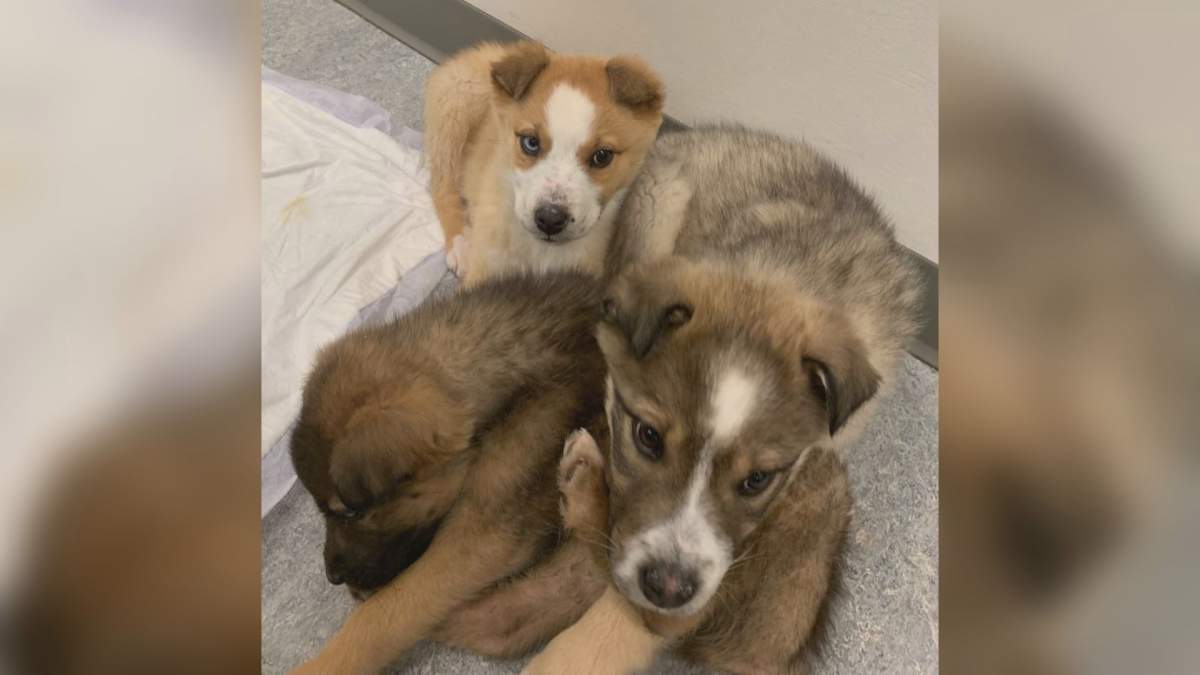 Puppies were abandoned along an Alberta highway on Jan. 14, 2021.