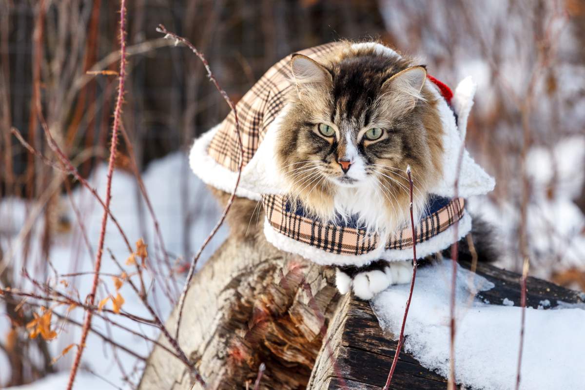 Hagrid loves going for walks when it’s warm outside.