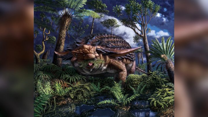 Borealopelta markmitchelli had two large spines protruding from the shoulders.