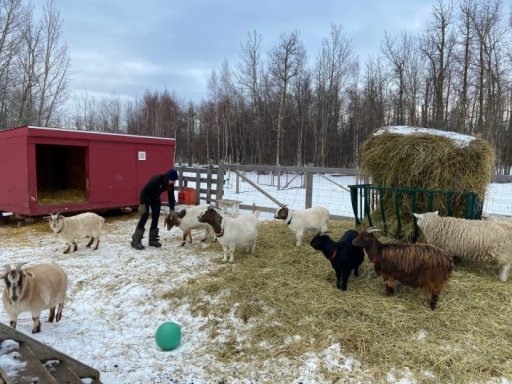 Eileen Bona with some of the animals on her ranch.