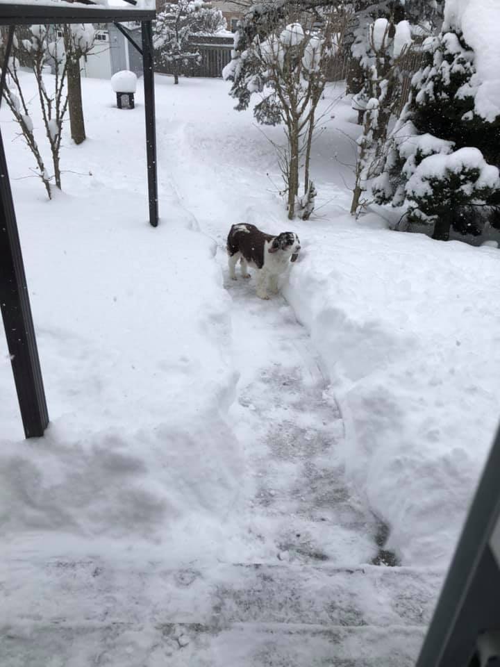 Molly in northwest London.