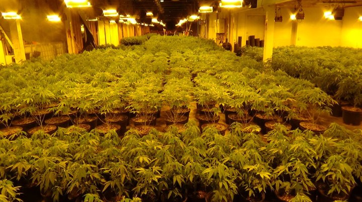 1 Londoner, 3 from GTA charged after $5M worth of cannabis plants ...