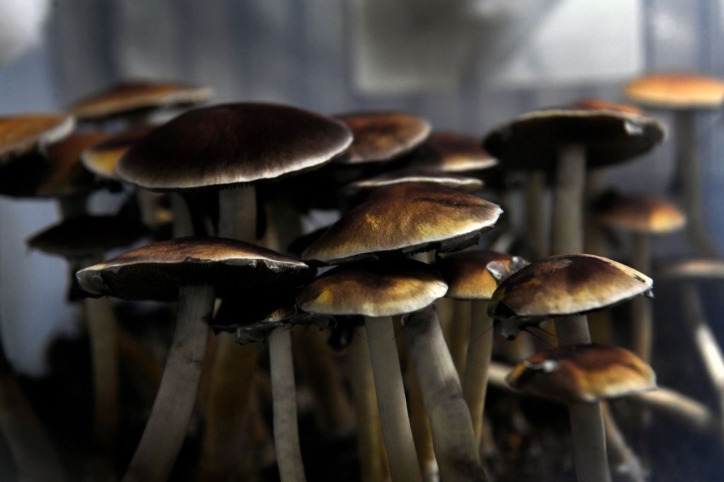 Hermès is experimenting with one very magic mushroom