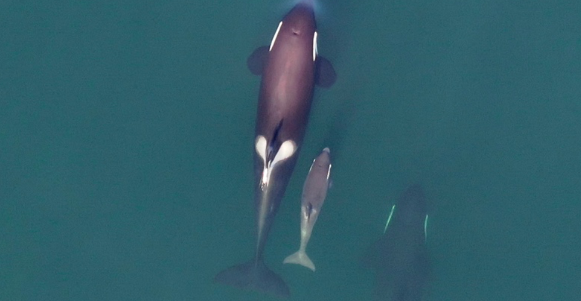 A5 pod is seen with a new calf on Jan. 4, 2021.