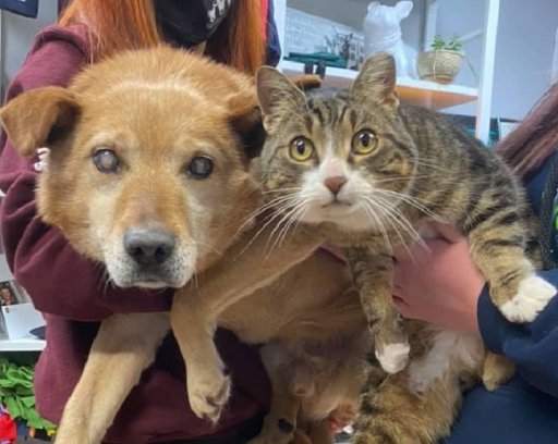 Spike, an eight-year-old blind dog, and Max, an eight-year-old cat, were surrendered to the Saving Grace Animal Society in Alix, Alta., on Monday, Jan. 25, 2021.