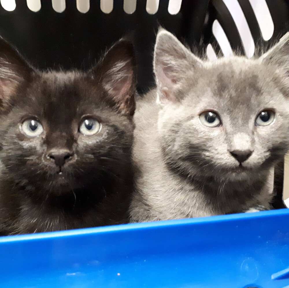 Terry and Peggy are two little kittens in need of some big help.