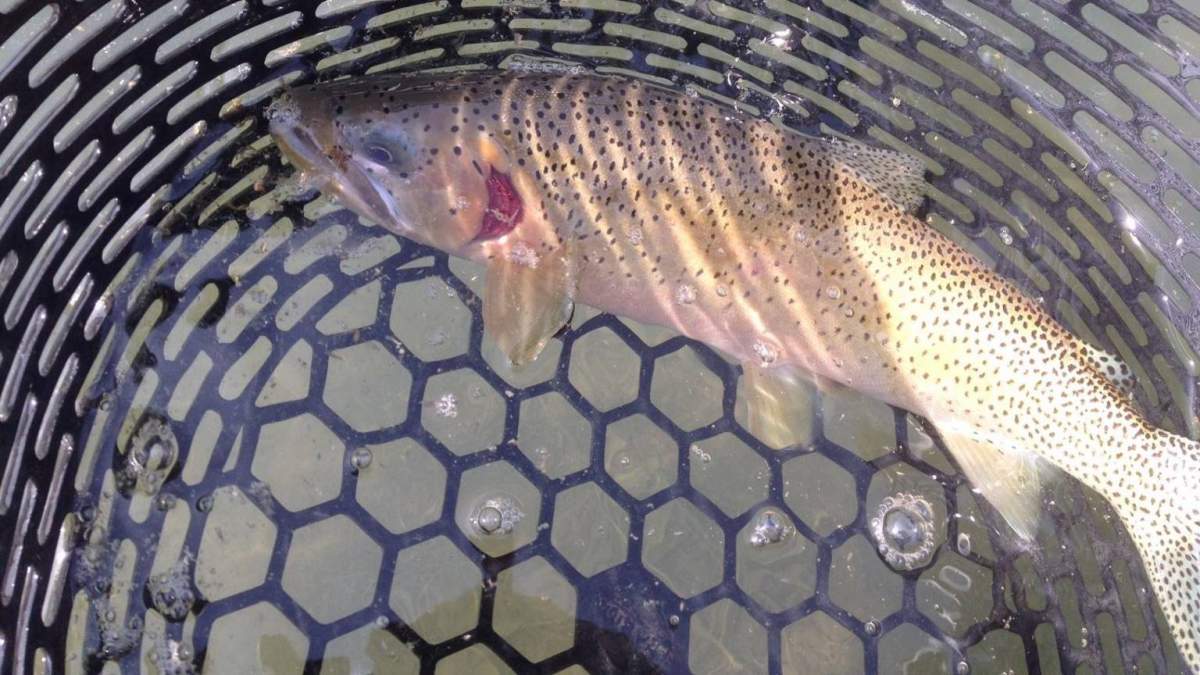 Cutthroat trout missing its gill plate.