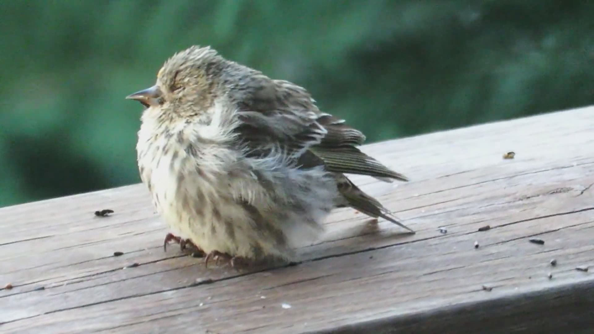 Symptoms of Salmonella in Birds: Essential Signs to Watch