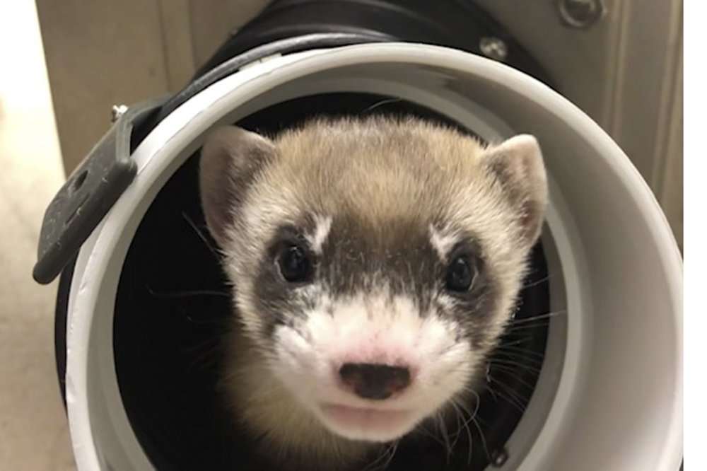 In this photo provided by the U.S. Fish and Wildlife Service is Elizabeth Ann, the first cloned black-footed ferret and first-ever cloned U.S. endangered species, at 50-days old on Jan. 29, 2021.