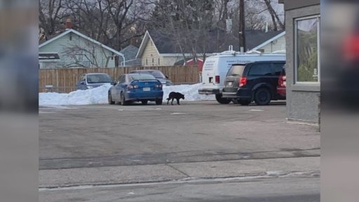 A picture posted to a local Facebook group appears to show “The Black Dog” on 13th St. N.