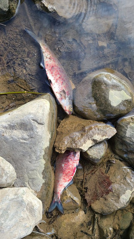 Dead gizzard shad as seen in London, Ont.
